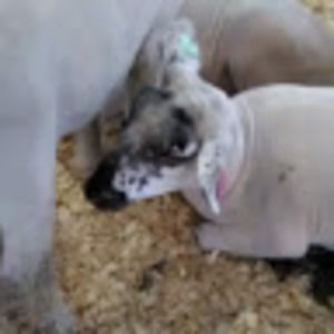 Meet your Posher, Raina